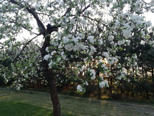 a tree with white flowers on it in a field at Siedlisko Bolek in Nadrybie