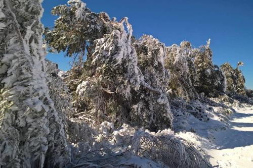 a group of trees covered in snow at Casa Oeste in Sabugueiro