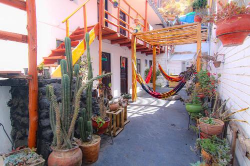 a courtyard with cactuses and hammocks in a building at Native Soul Guesthouse in Cusco