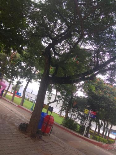a tree with colorful bins sitting next to a sidewalk at Dreams River view Homestay Coorg in Kushālnagar