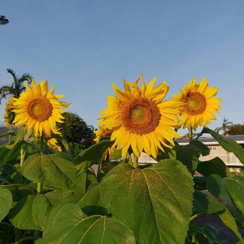 a group of yellow sunflowers in a field at Palm Royale Cairns in Cairns