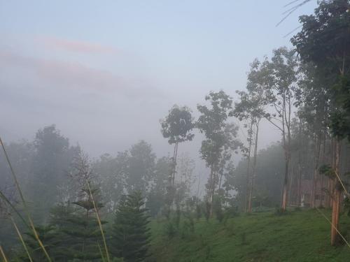a misty forest with trees on a hill at One khaokho homestay in Khao Kho