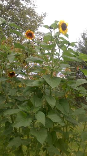 a group of sunflowers growing in a field at Gästehaus Lindenhof in Jennersdorf