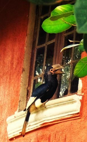 a bird is standing on a window sill at Governors Club in Entebbe