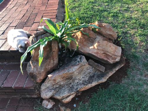 a cat laying next to a pile of rocks with a plant at @ Home Bed & Breakfast in Brakpan