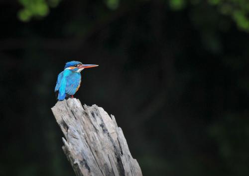 a blue bird sitting on top of a tree stump at Back of beyond - Wellness Retreat in Tangalle
