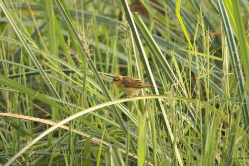 Galerija fotografija objekta Kiboko Lodge u gradu 'Usa River'