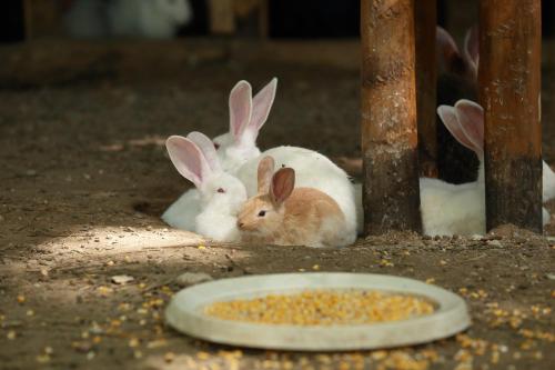 two rabbits sitting next to a plate of food at Hotel Nemesis in Stavroupoli