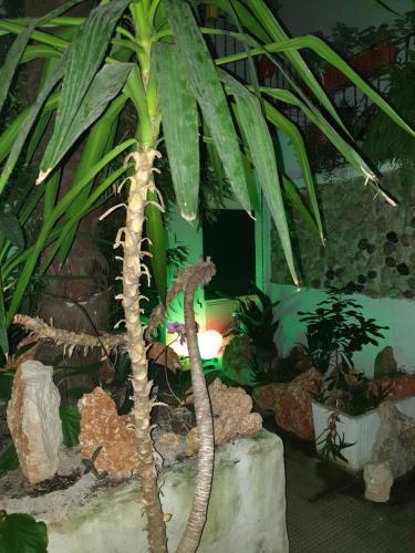 Taman di luar La Casa di Daniele