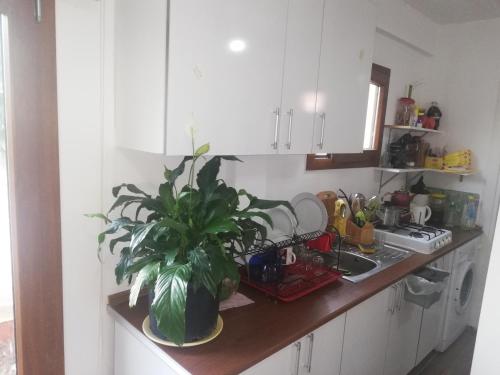 - un comptoir de cuisine avec une plante en pot dans l'établissement Albayrak Homes, à Bodrum City
