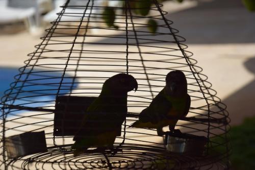 two birds sitting on top of a bird cage at Villa Du Soleil Ngaparou in Ngaparou