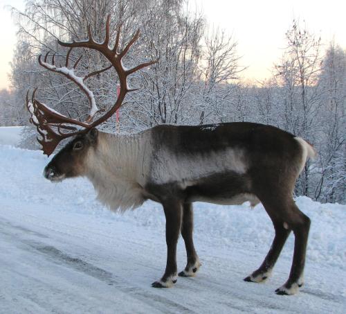 a reindeer with large antlers standing in the snow at Stuga vid Hedenäsets stencafé in Hedenäset