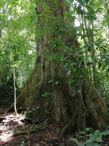 a large tree in the middle of a forest at Aves de Tierras Altas in Bijagua