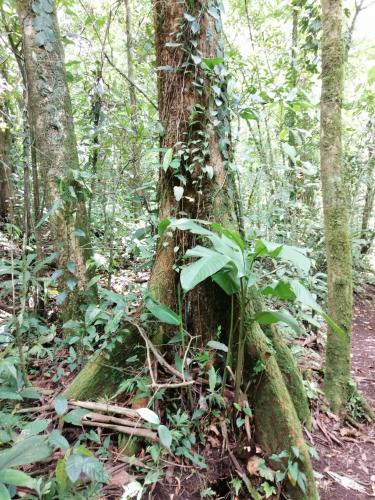 a tree with ivy growing on the side of it in a forest at Aves de Tierras Altas in Bijagua