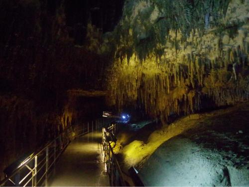 a tree in the water in a cave at night at Wood Pecker Nakijin in Nakijin