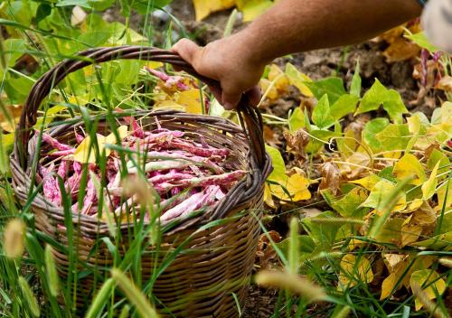 a persons hand holding a basket in the grass at Pie' d'Ulivo in Bosco