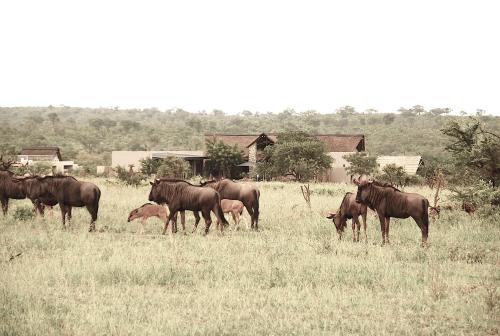 a herd of horses grazing in a field of grass at Kruger Sunset Lodge in Hectorspruit