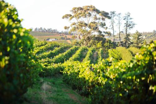 a view of a vineyard with trees and bushes at Brenaissance Wine & Stud Estate in Stellenbosch