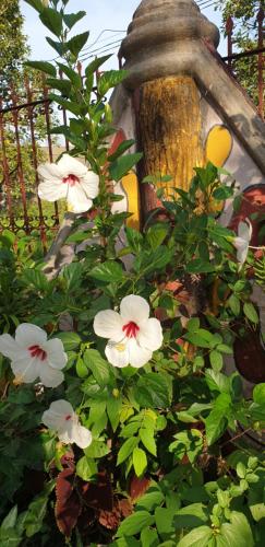 a group of flowers next to a lamp post at Alona's Traditional Filipino Home near 100 Islands Wharf in Alaminos