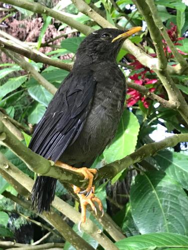 a black bird perched on a tree branch at Finca La Toscana in Pereira