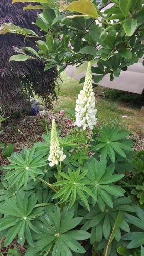 a group of white flowers in a garden at Dragonflycottagebnb in Grovetown
