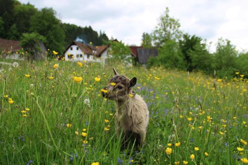 Huéspedes con una o varias mascotas en Winzerhof Strablegg