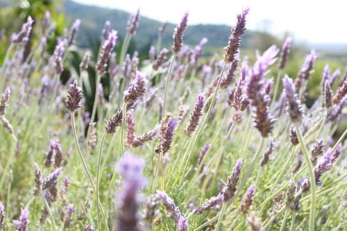 a field of purple flowers in a field at Agroturismo Son Siurana in Alcudia