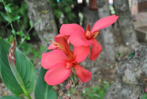 a pink flower is growing in front of a tree at Agriturismo la Nicchia in Castelnuovo Berardenga