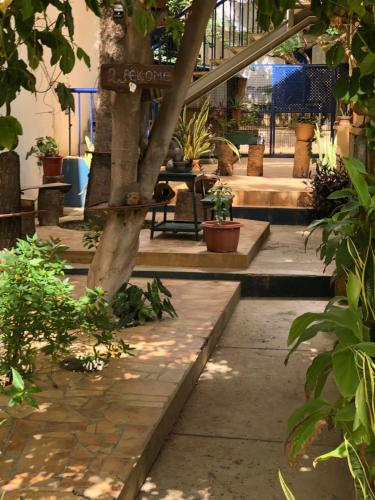 un jardín con un árbol y algunas plantas en Couple Getaway with Panoramic Ocean View, en Praia