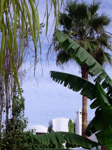 a palm tree and a white building with a palm tree at Riad Des Plages in Bouznika