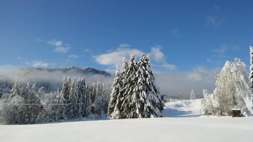 a group of trees covered in snow on a ski slope at Haus Birke in Weissensee