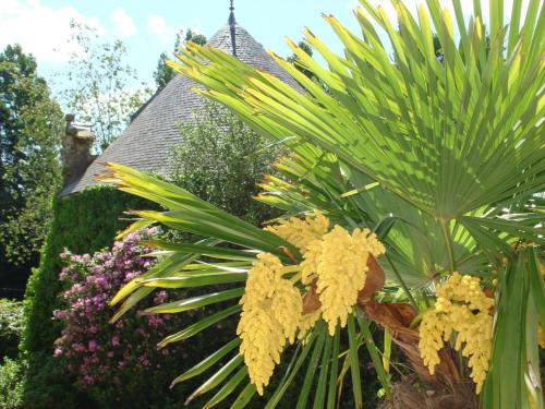 a palm tree and flowers in a garden at Chateau Le Val in Brix