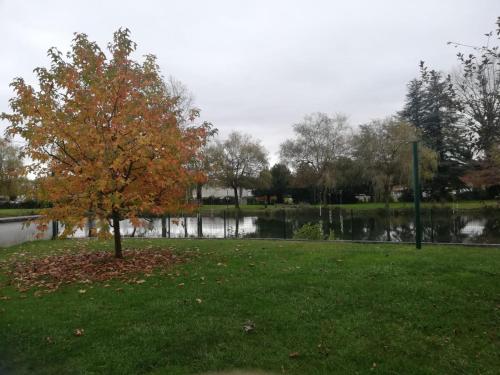 ein Baum im Gras neben einem Wasserkörper in der Unterkunft Atelier des Poèmes. in Montbéliard