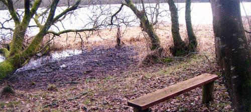 a wooden bench sitting in the middle of a forest at The Willows at Mullans Bay in Kesh