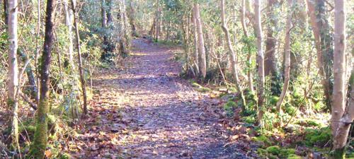 a path in the woods with leaves on the ground at The Willows at Mullans Bay in Kesh