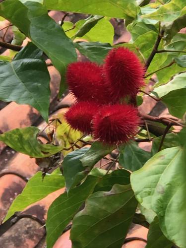 a red flower on a tree with green leaves at Achiotte by Masaya Collection in Barichara