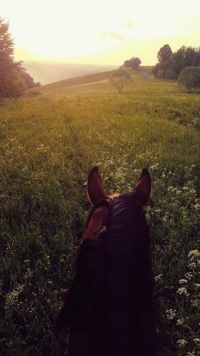 a dog laying in a field looking at the sunset at Domek Kozacki in Łukowe