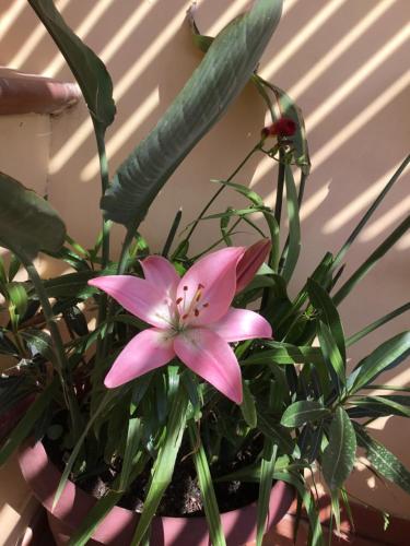 Fotografie z fotogalerie ubytování Le Cale v destinaci Lampedusa