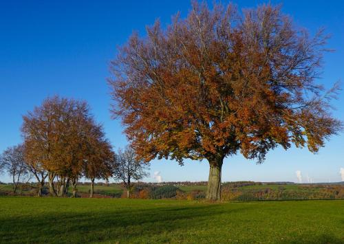 a tree in the middle of a green field at Ferienapartment Christine in Simmerath