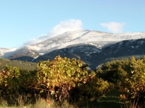 uma montanha coberta de neve com árvores em primeiro plano em LE PETIT VENTOUX VILLAGE em Malaucène