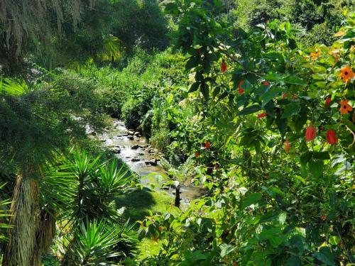 a stream in the middle of a forest with plants at Hotel Campestre Villa Mary in Santa Rosa de Cabal