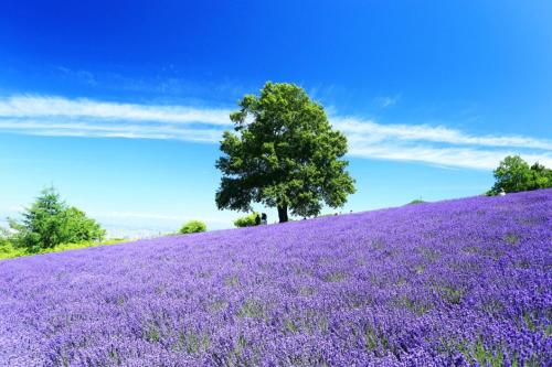 a tree on top of a field of lavender at Stay In Biei in Biei