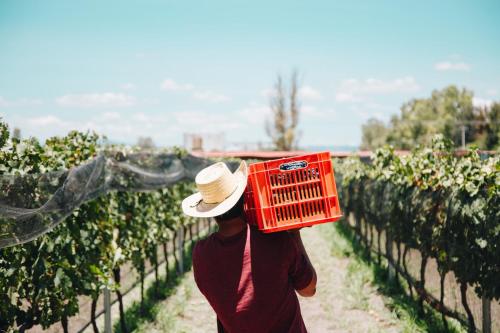 a person wearing a hat holding a red basket in a vineyard at María & Bernardo Casa - Viñedo in El Coyote