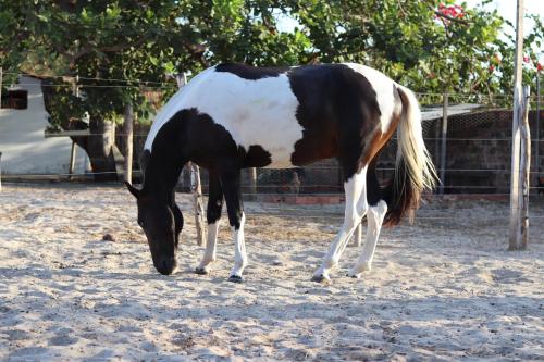 a brown and white horse standing in the dirt at Pousada Sitio Parque dos Lençóis in Barreirinhas
