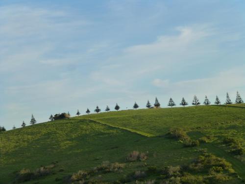 a row of trees on a green hill at Park Ridge Retreat in Gerringong