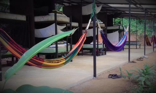 Bolita Rainforest Hostel And Cabinas Dos Brazos Aktualisierte Preise Fur 2022