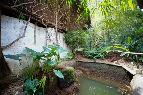 a garden with a pool of water and plants at Saraya in Sangolda