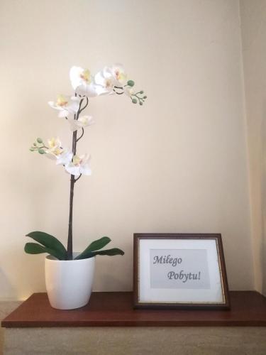 a flower in a pot on a shelf with a picture at American House Hennela in Warsaw
