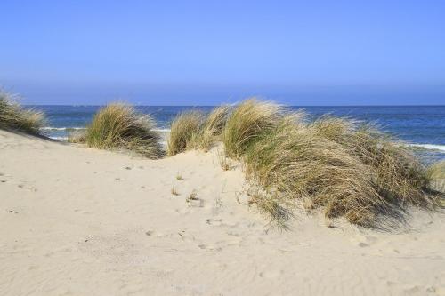 a sandy beach with tall grass and the ocean at Cala Bassa Beachhouse in Noordwijk aan Zee