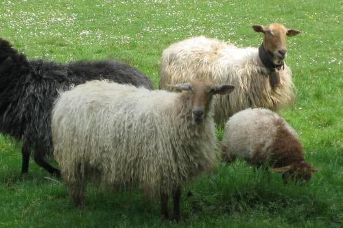 a group of sheep standing in a field at Los Pradones in San Roque de Ríomiera
